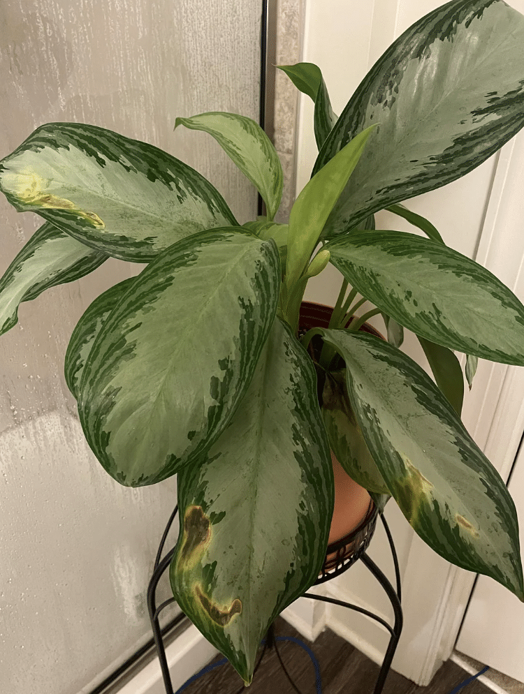 Silver bay chinese evergreen leaves with brown spots